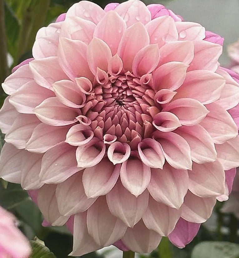 Bell's Sweet Serendipity Dahlia Tuber
