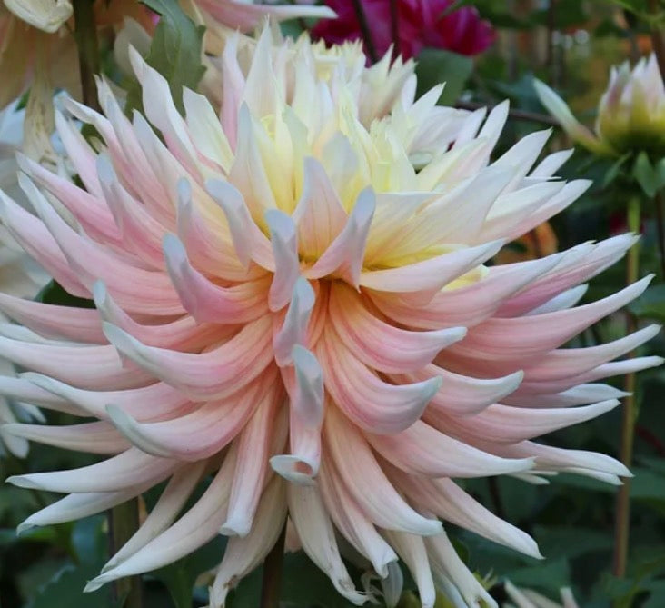 Hollyhill Moonsong Dahlia Tuber