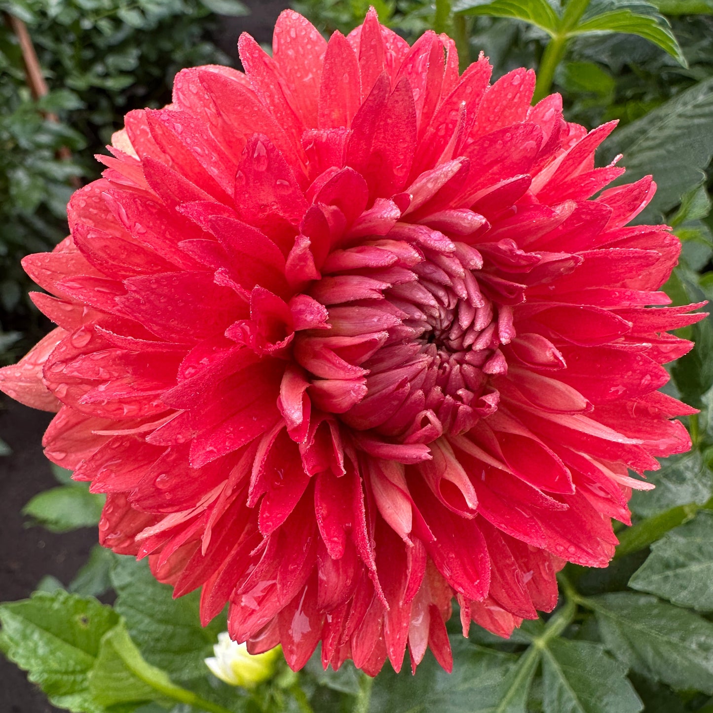 Orange Jewel Dahlia Tuber
