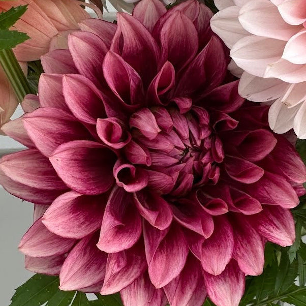 Bloomquist York Dahlia Tuber