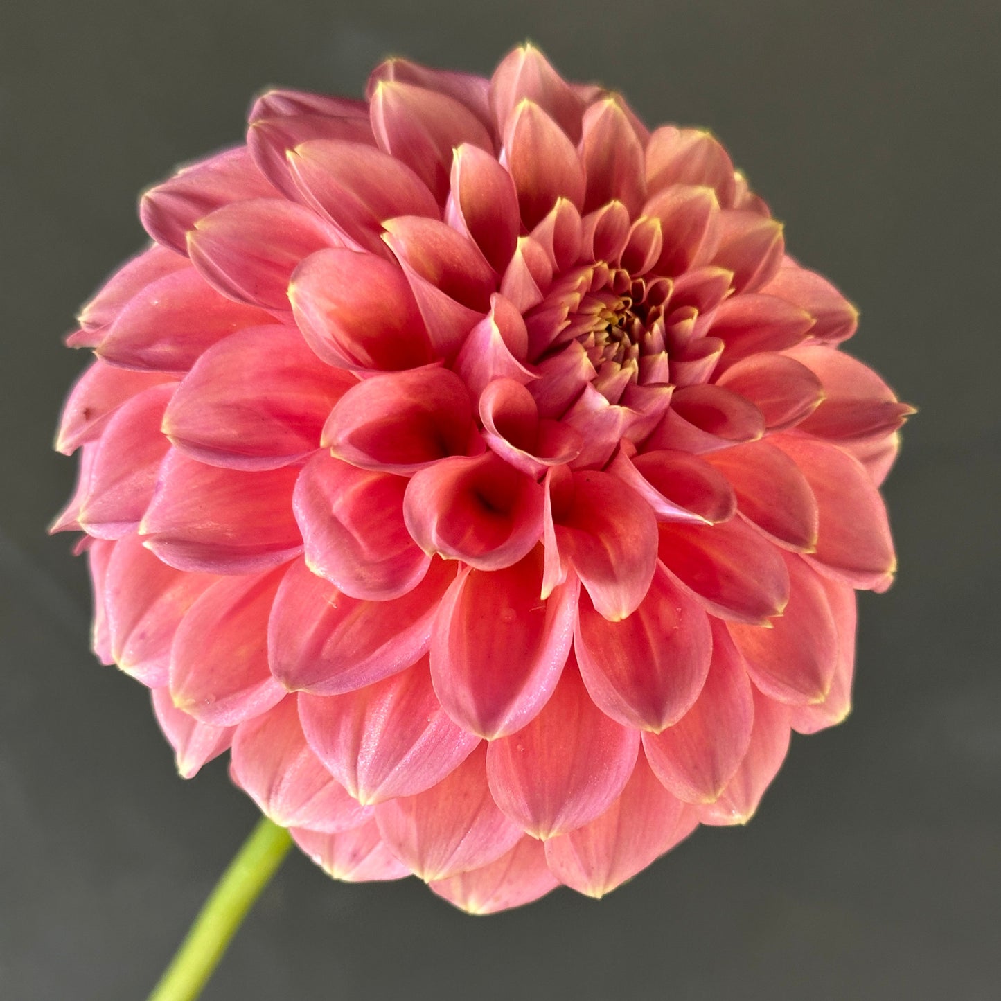 Peachy Parade Dahlia Tuber