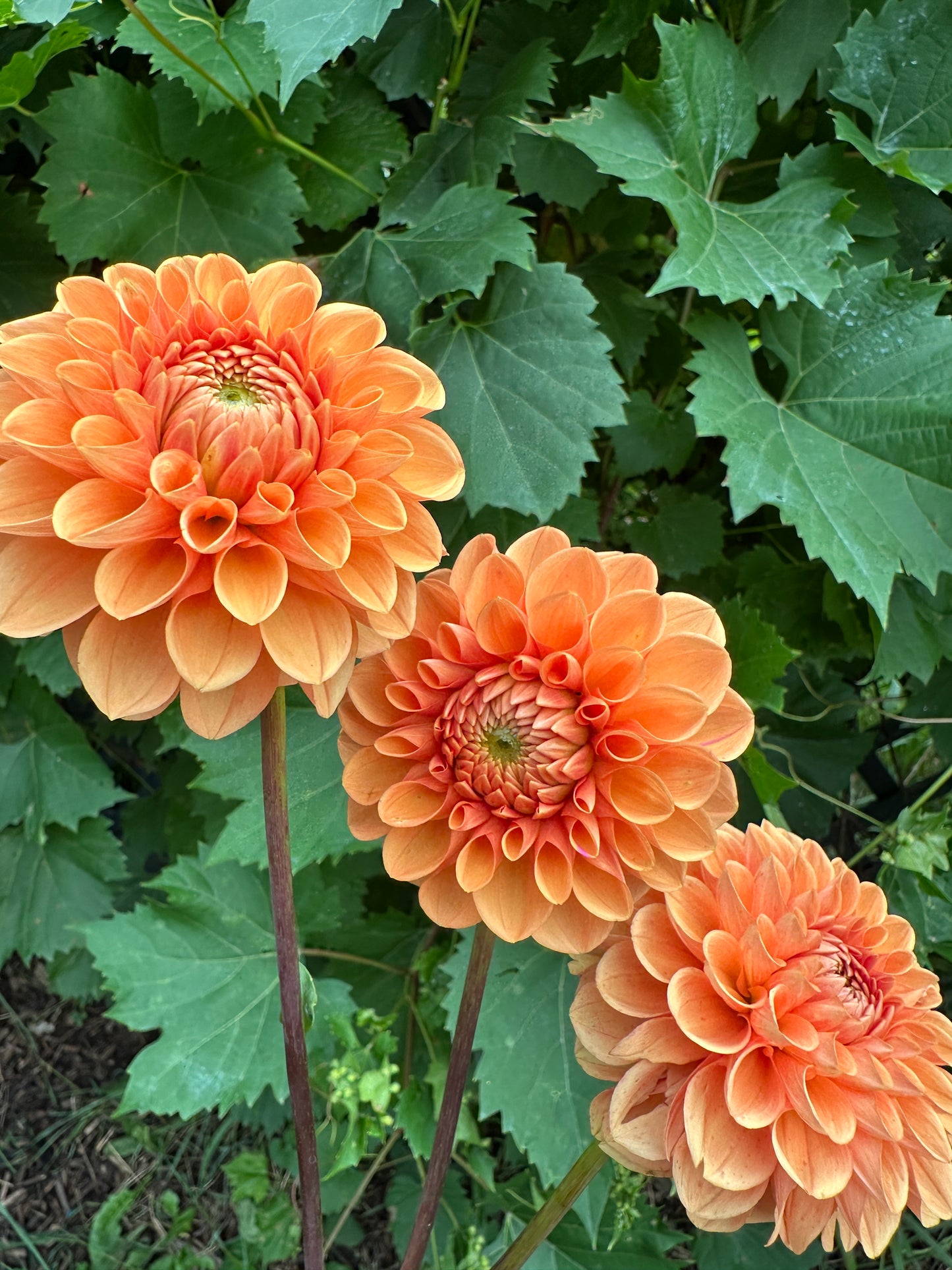 Maarn Dahlia Tuber