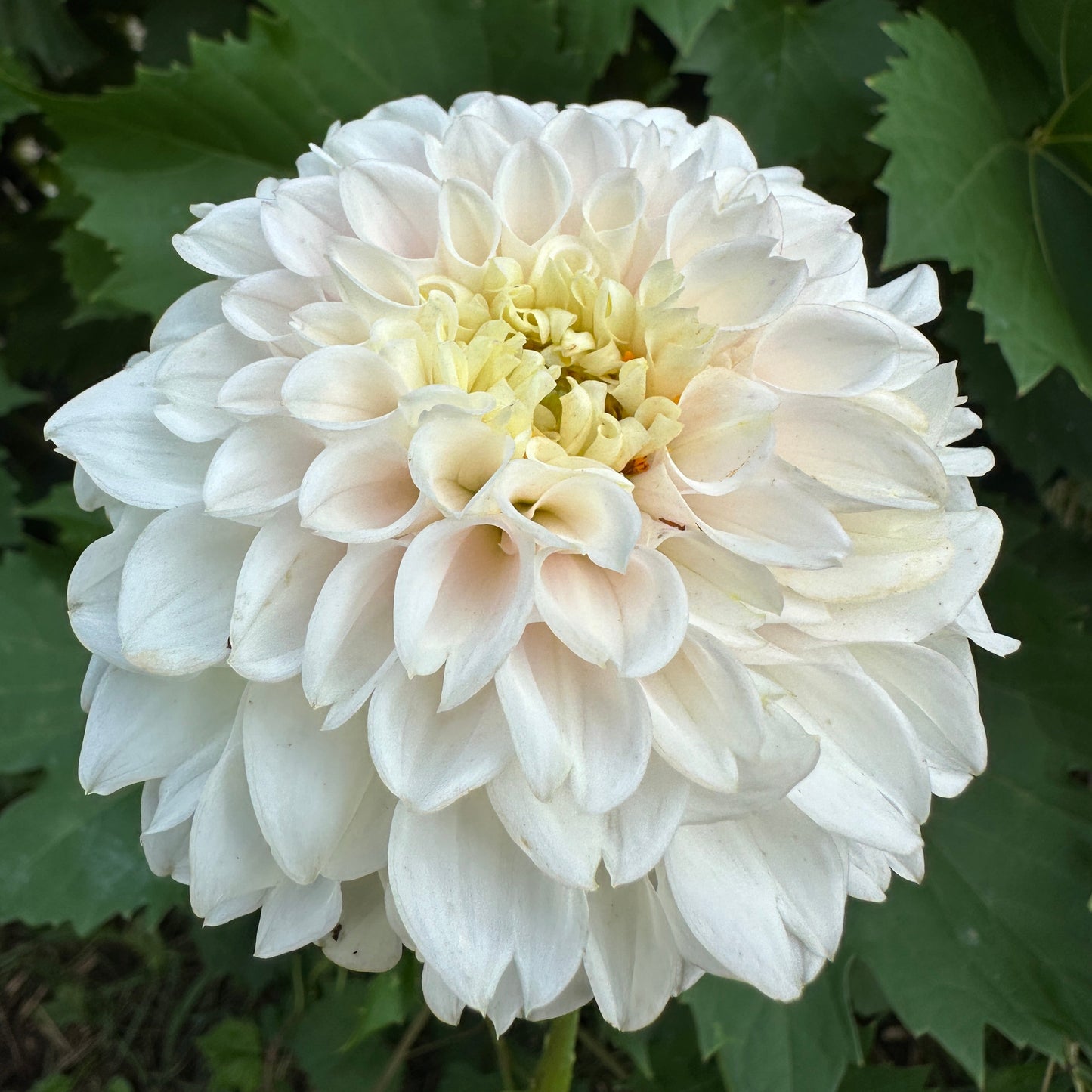 Pink Pearl Dahlia Tuber