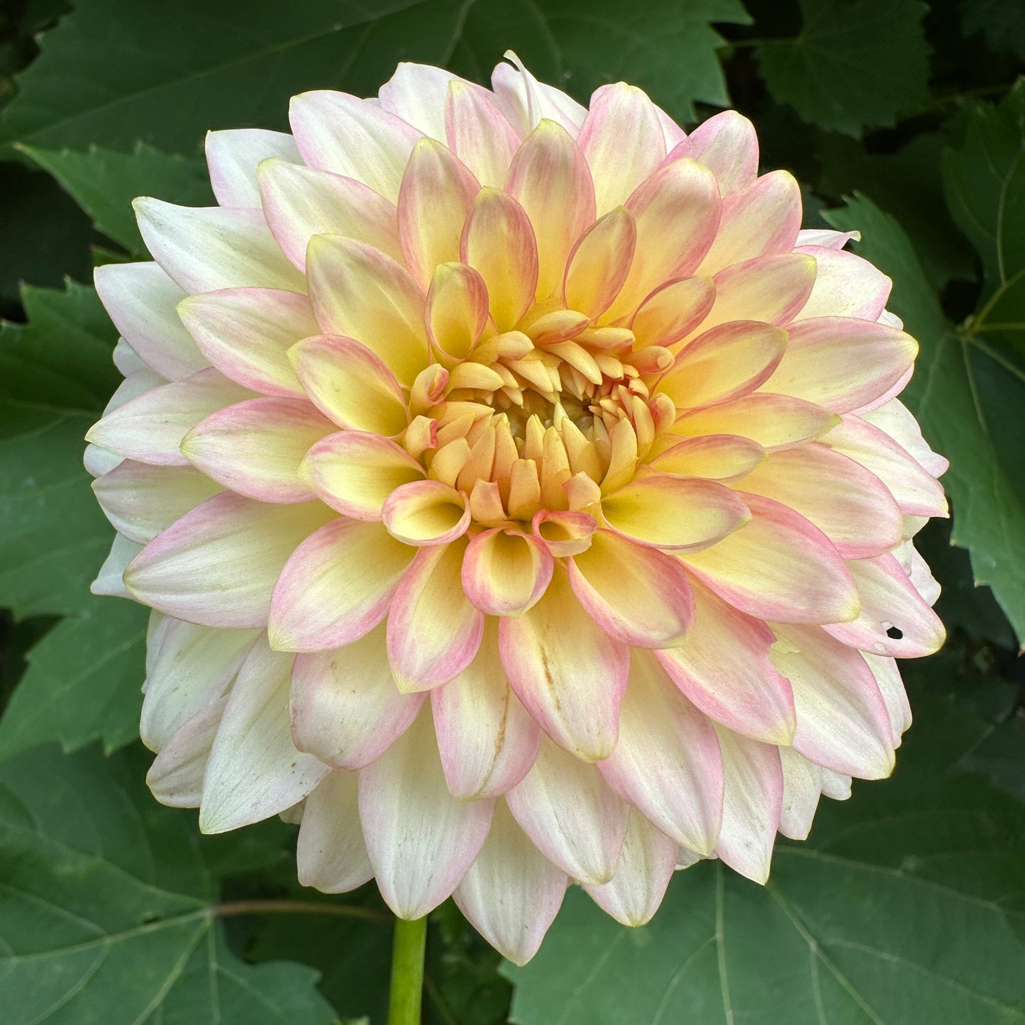 Oretti Adele Dahlia Tuber
