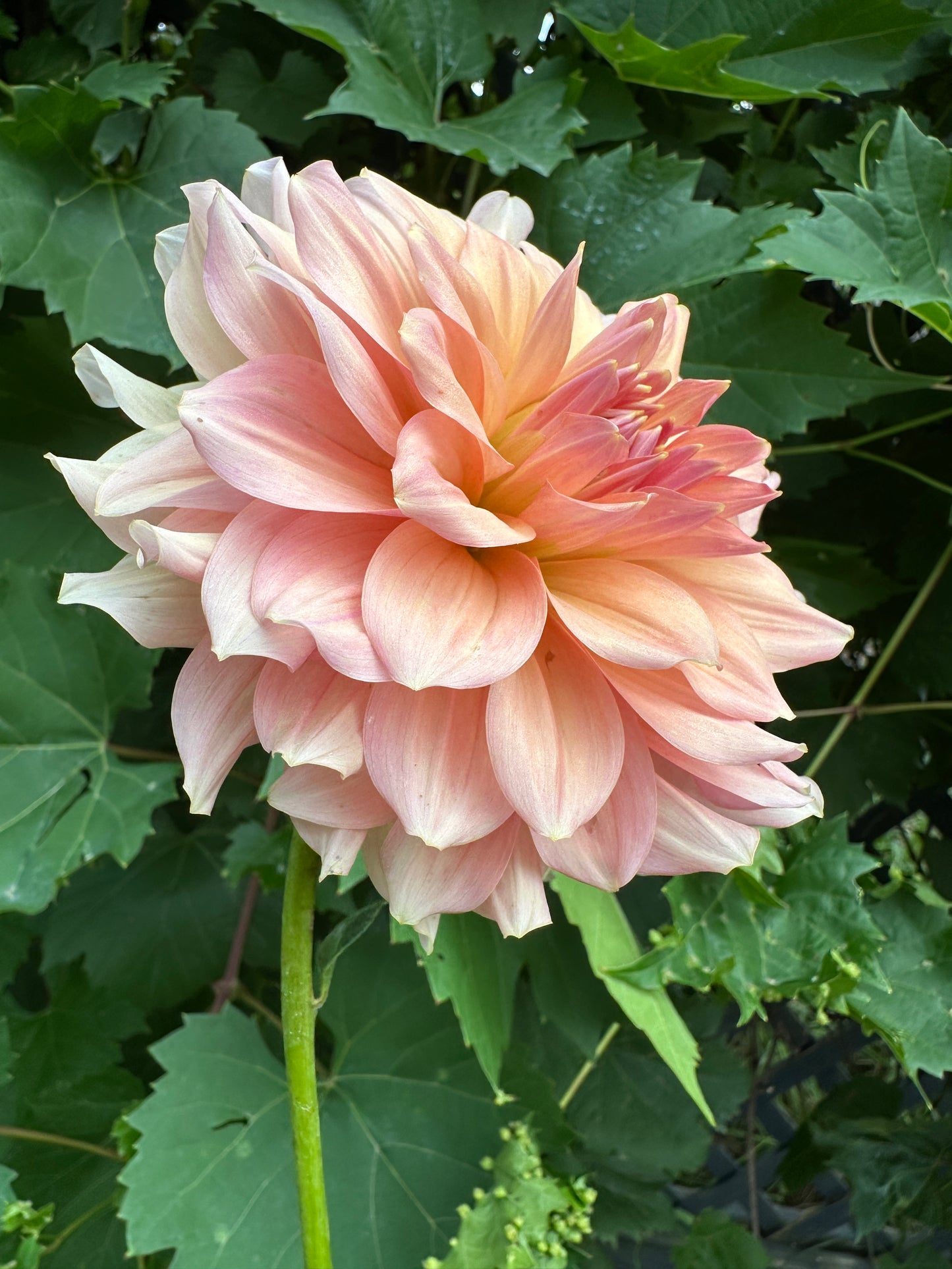 Normandy Bright Day Dahlia Tuber