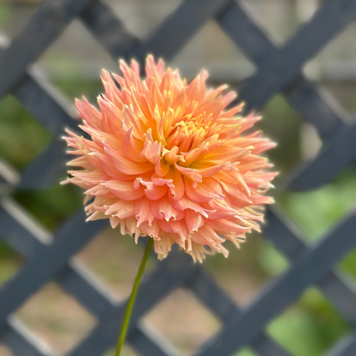 Miss Honey Dahlia Tuber