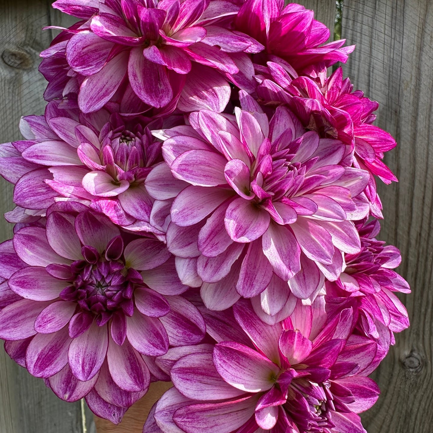 Seduction Dahlia Tuber
