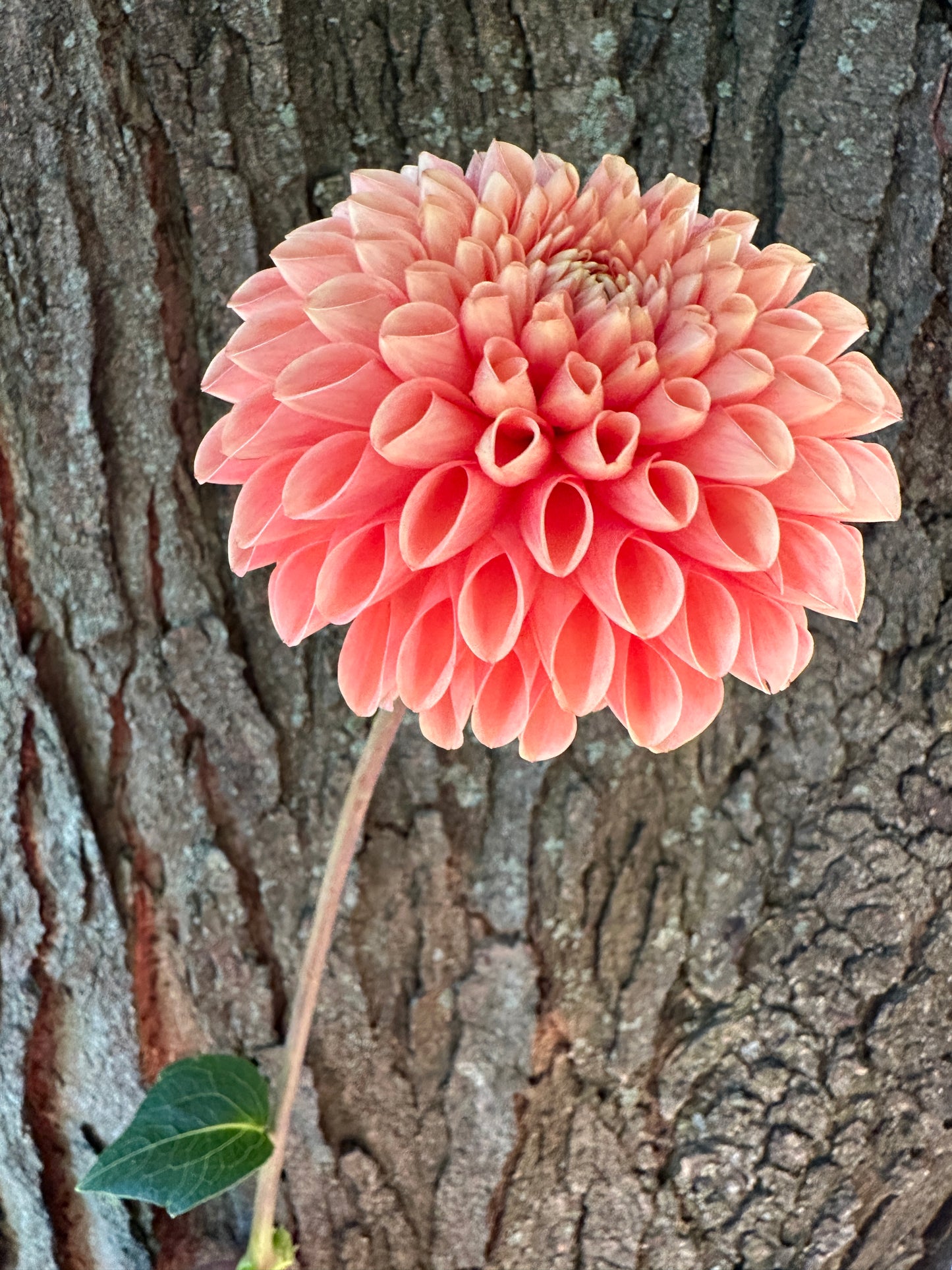 Jowey Linda Dahlia Tuber