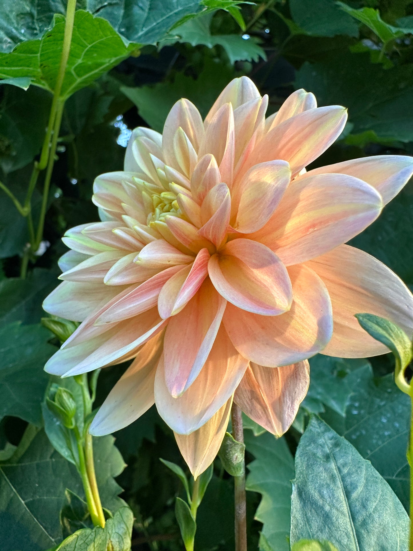 Mister Frans Dahlia Tuber