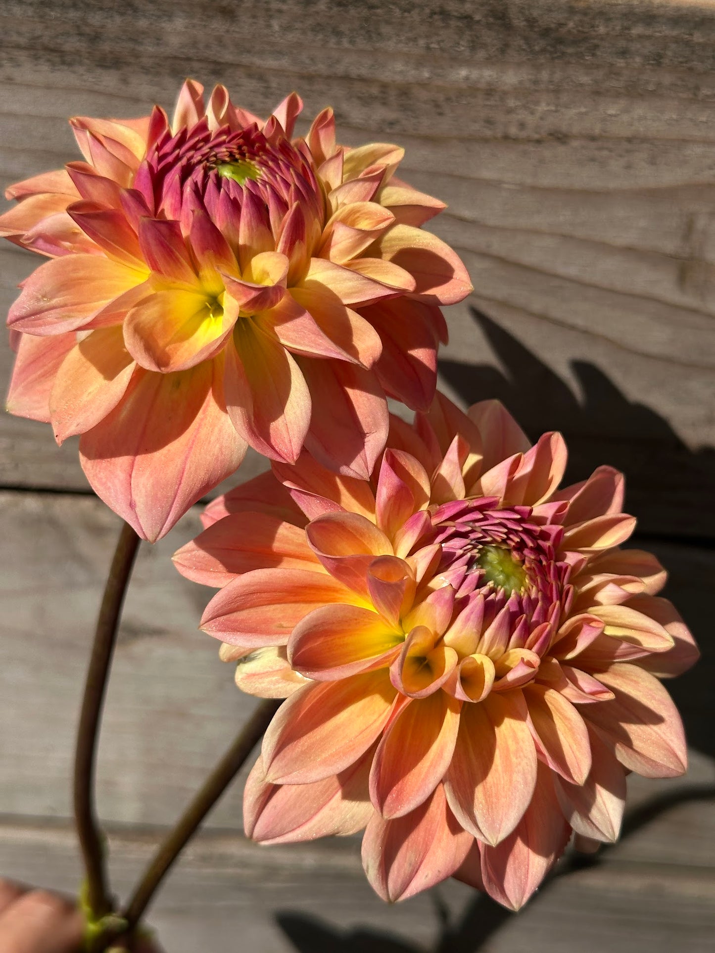 KA's® Honi Dahlia Tuber