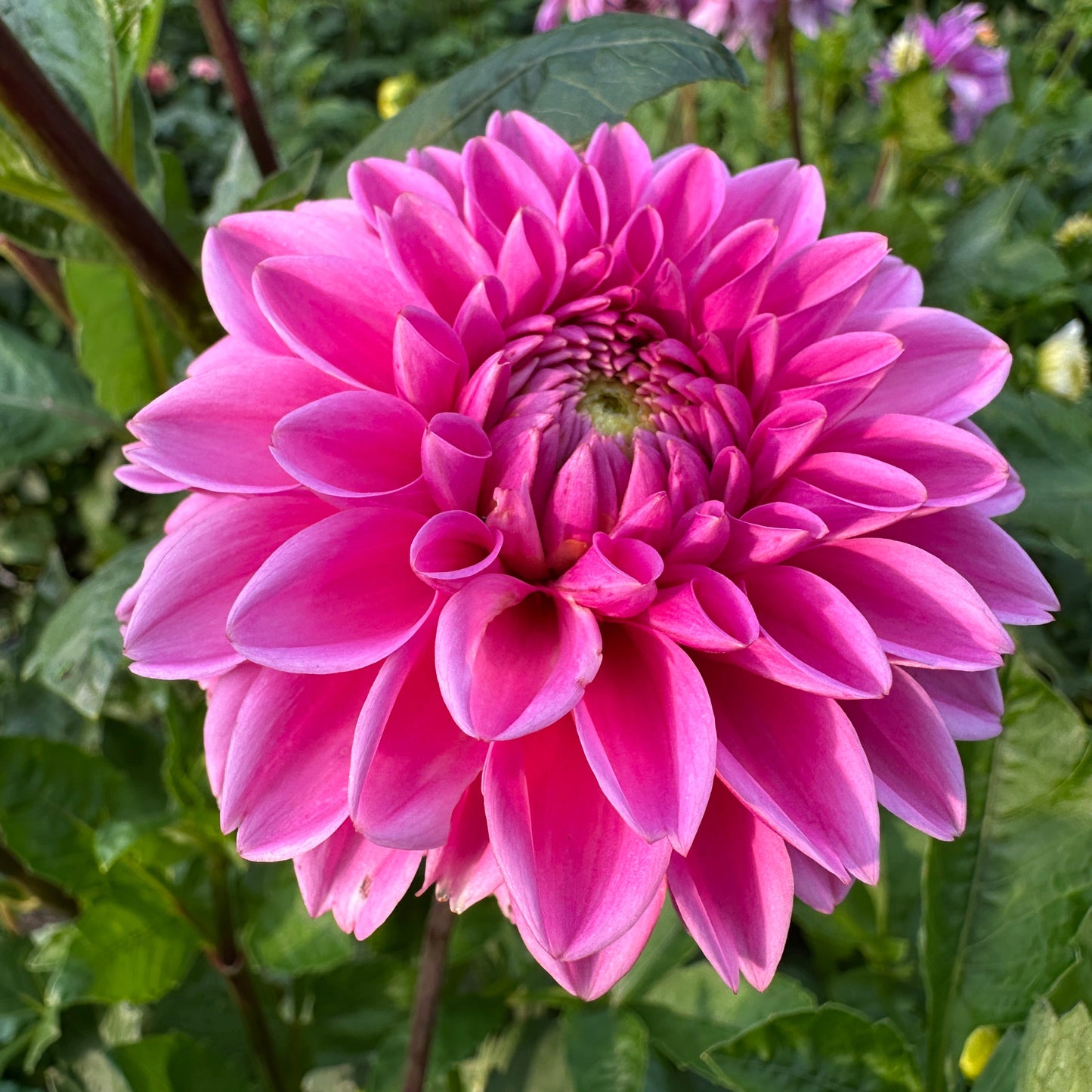 Pink Sylvia Dahlia Tuber
