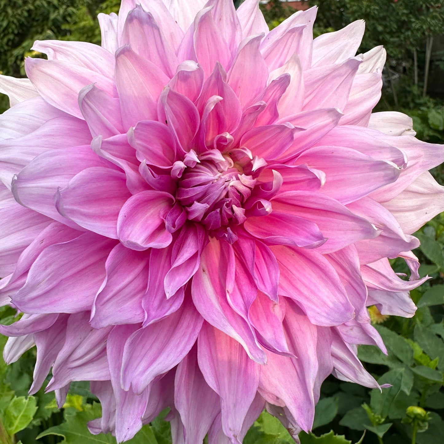 Pennsgift Dahlia Tuber