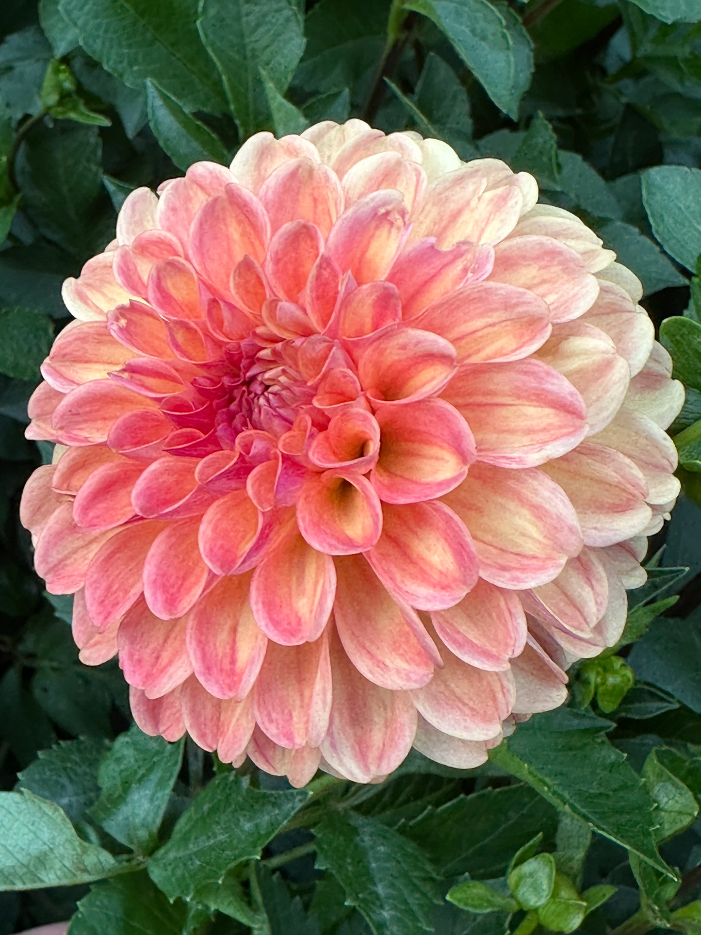 Margie Day Dahlia Tuber