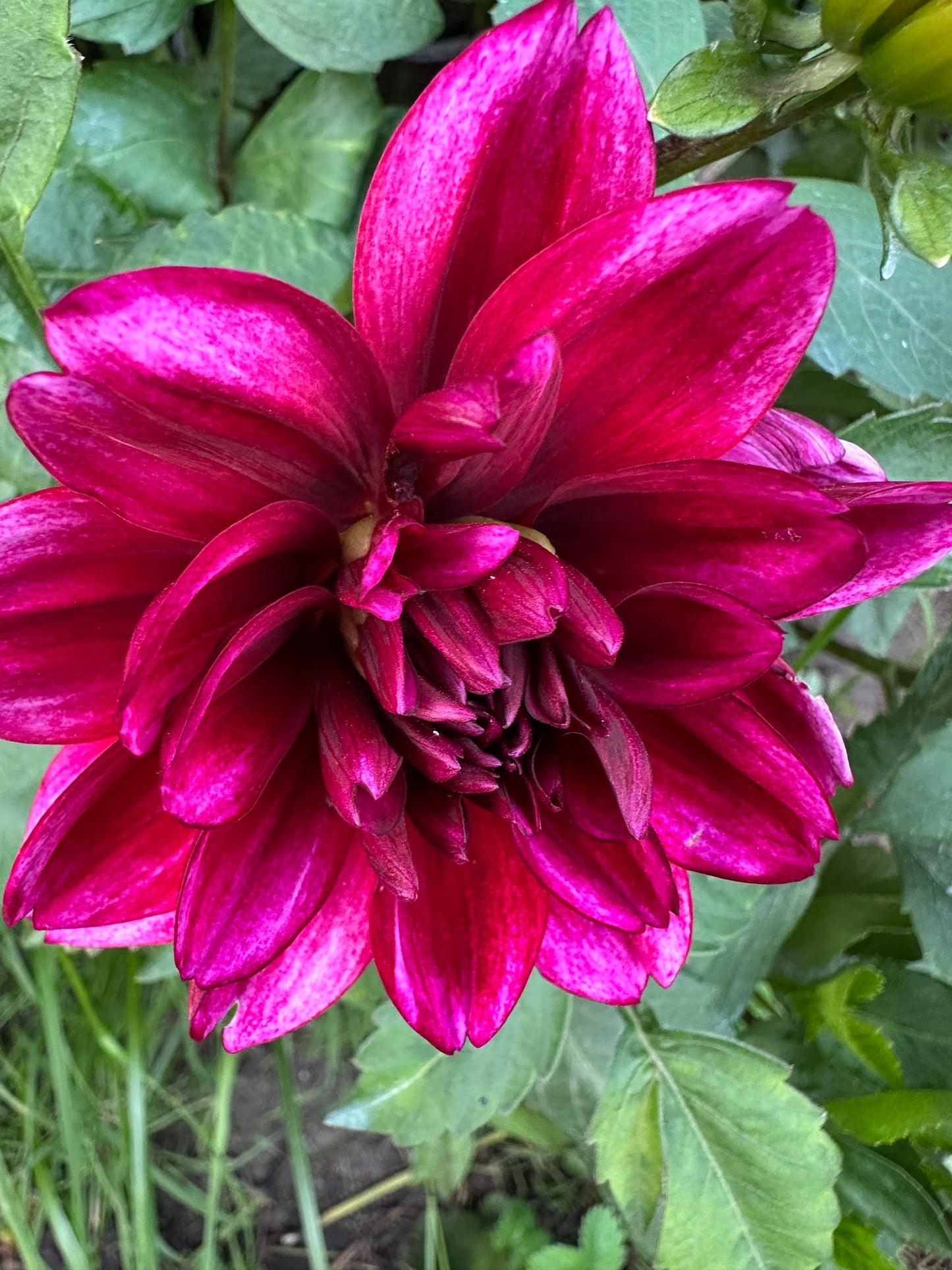 Aspasia Dahlia Tuber
