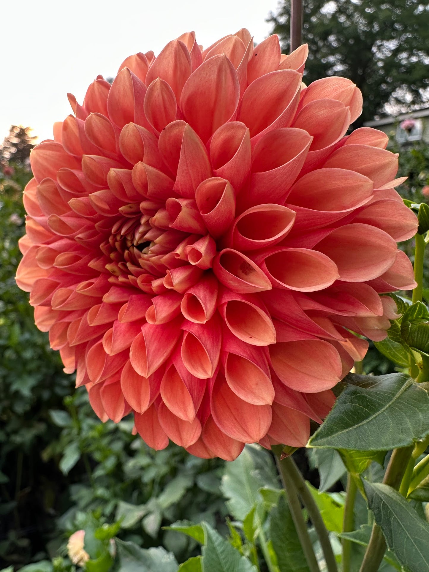 Jomanda Dahlia Tuber