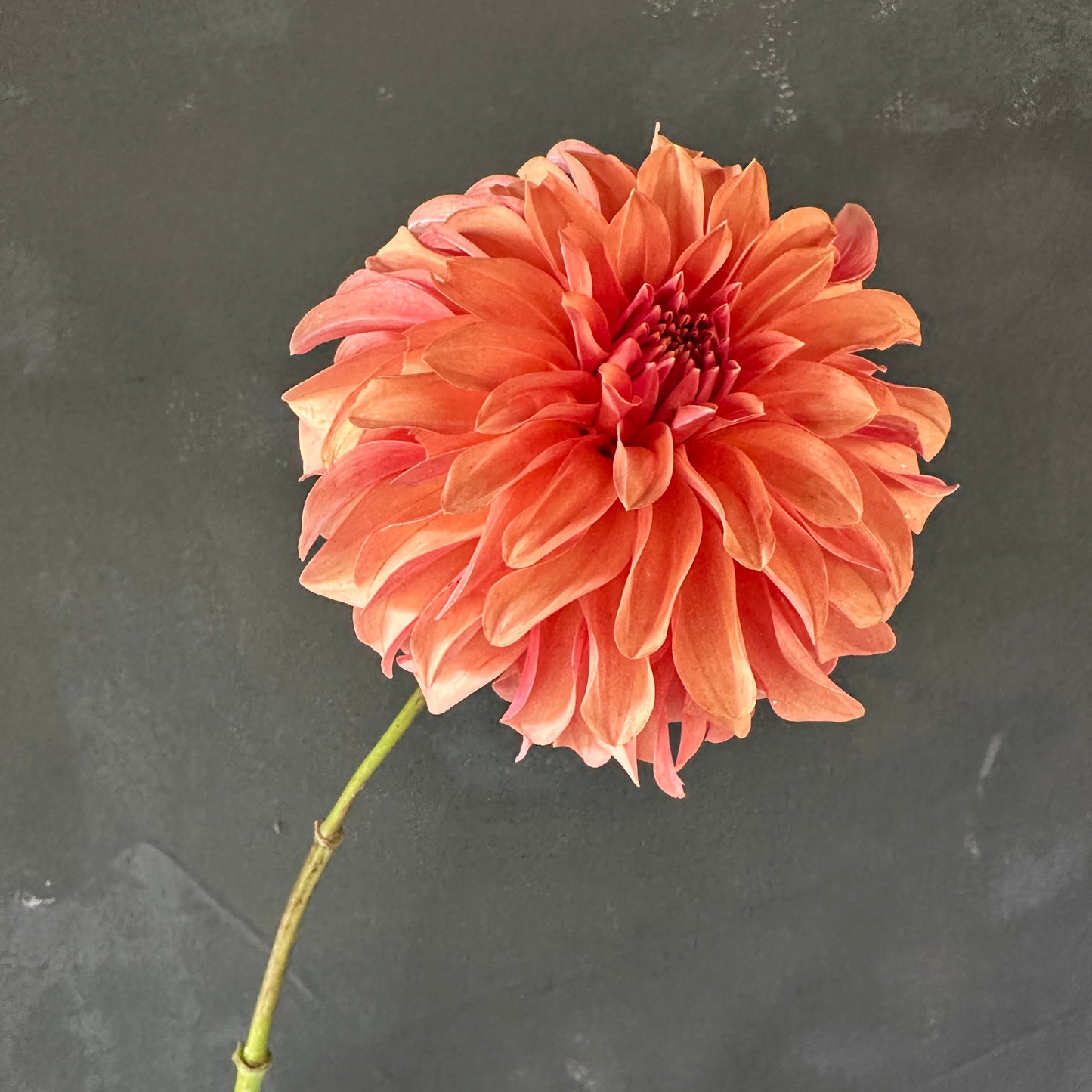 River's Can't Elope Dahlia Tuber