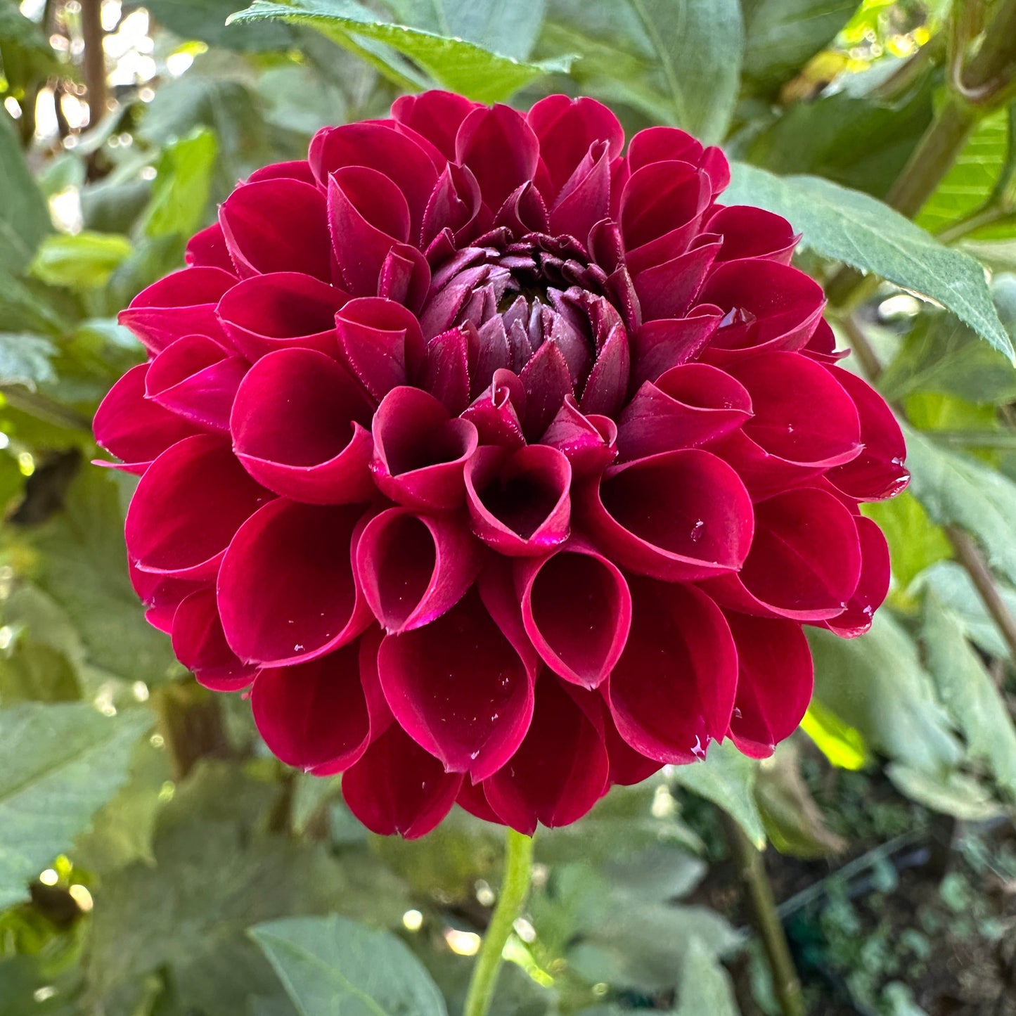 Ferncliff Ebony Dahlia Tuber