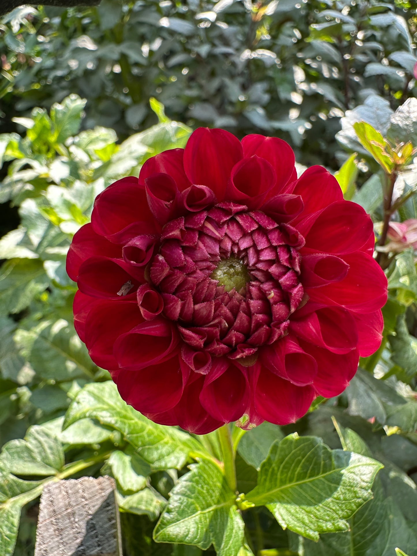 Cornel Dahlia Tuber
