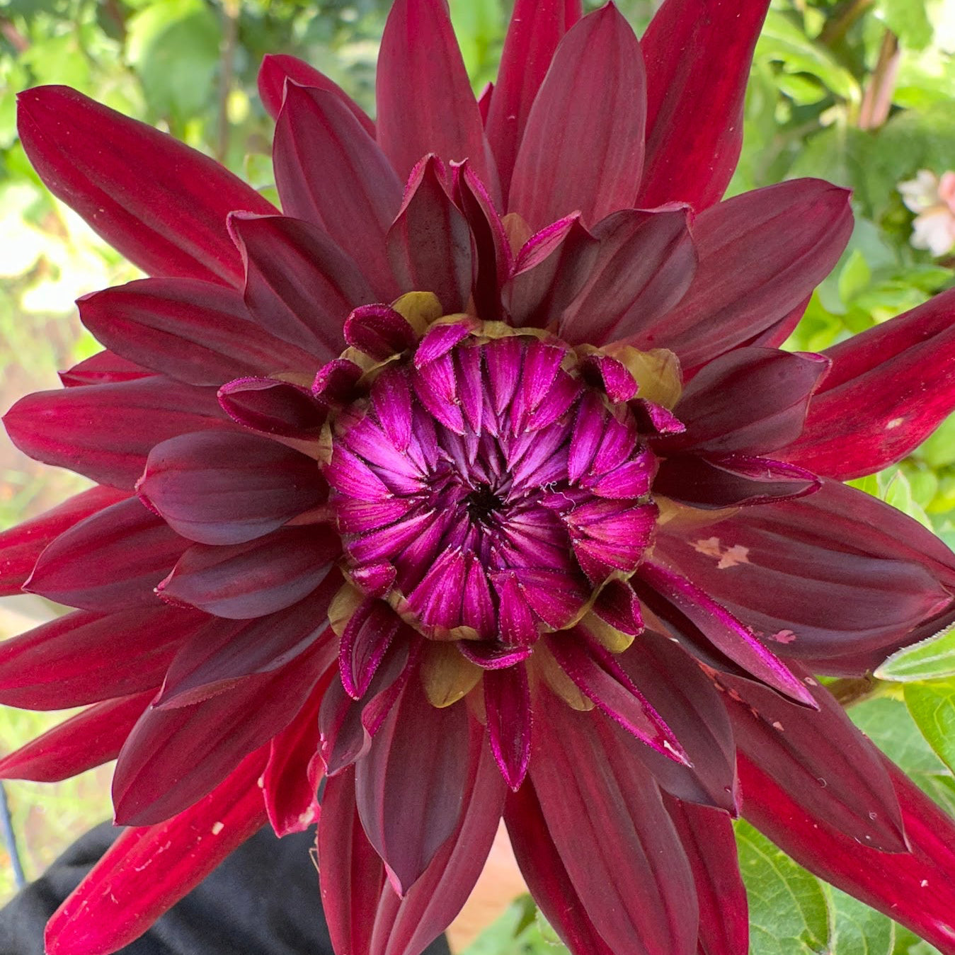 Bull's Blood Dahlia Tuber