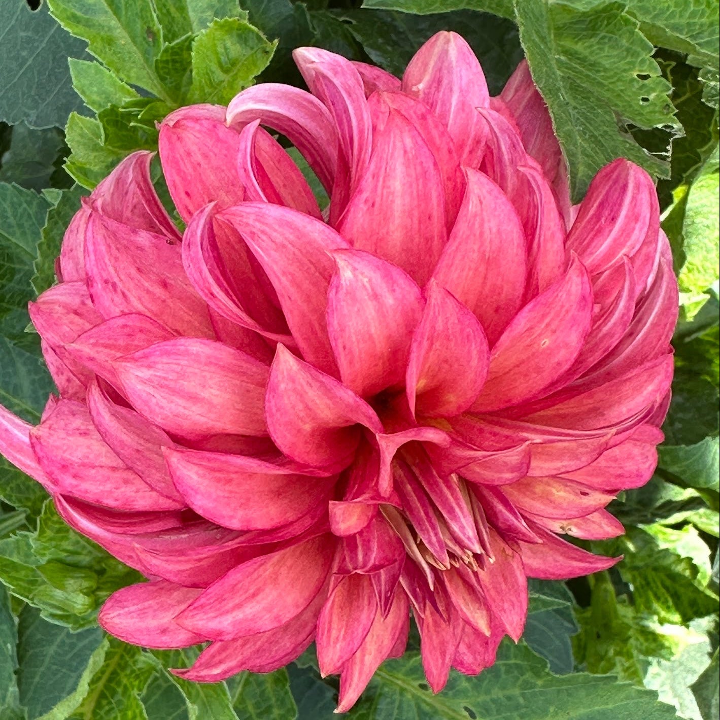 Clearview Cinnabar Dahlia Tuber
