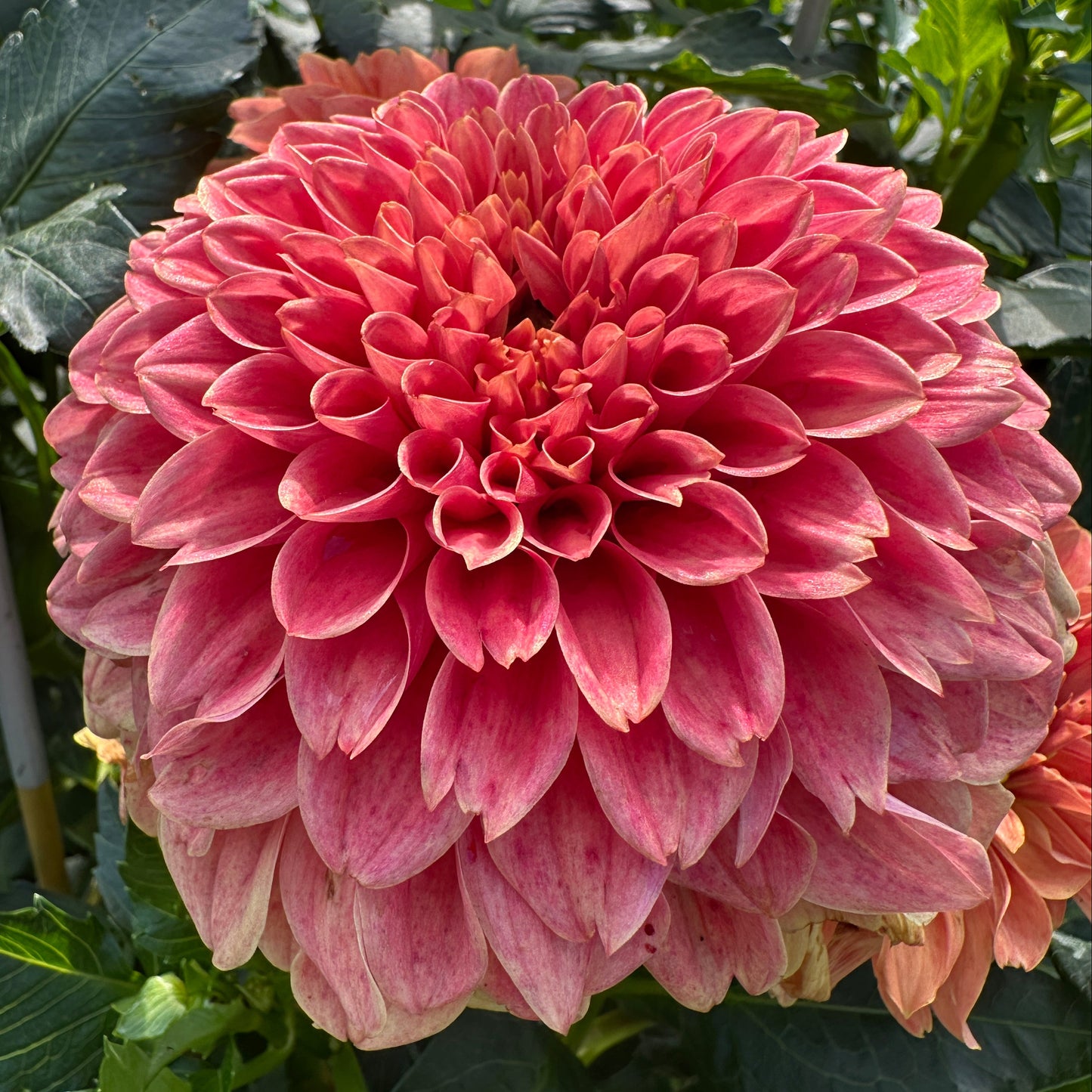 Sandia Ruthie Dahlia Tuber