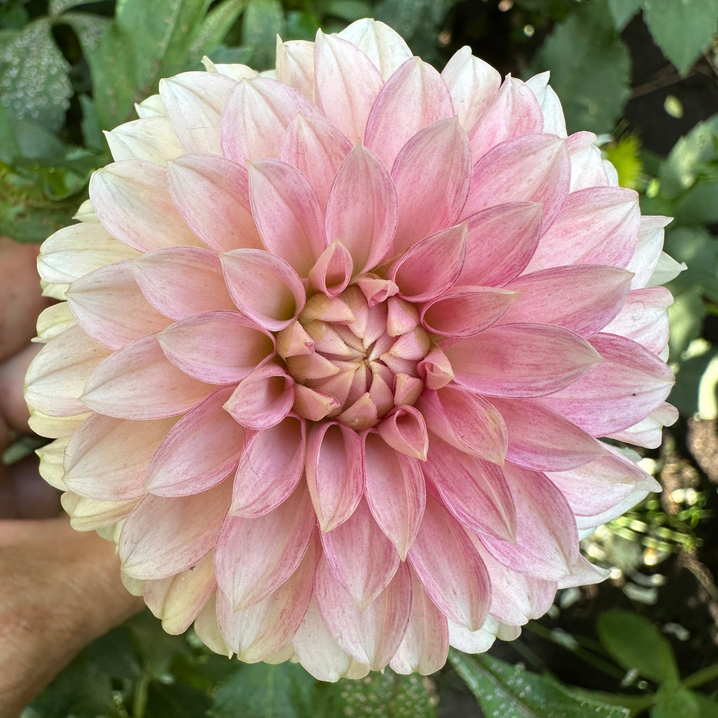 KA Mocha Jo Dahlia Tuber