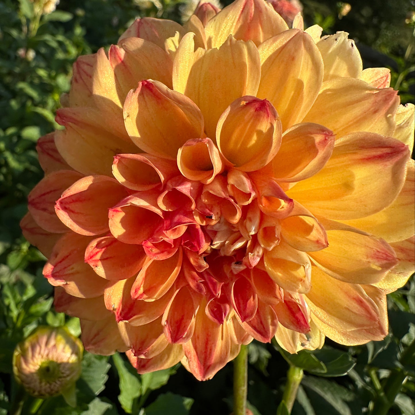 Les' Tahoma Dahlia Tuber