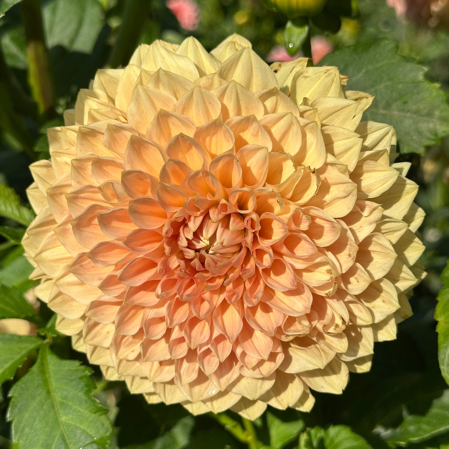 Lakeview Lady Dahlia Tuber