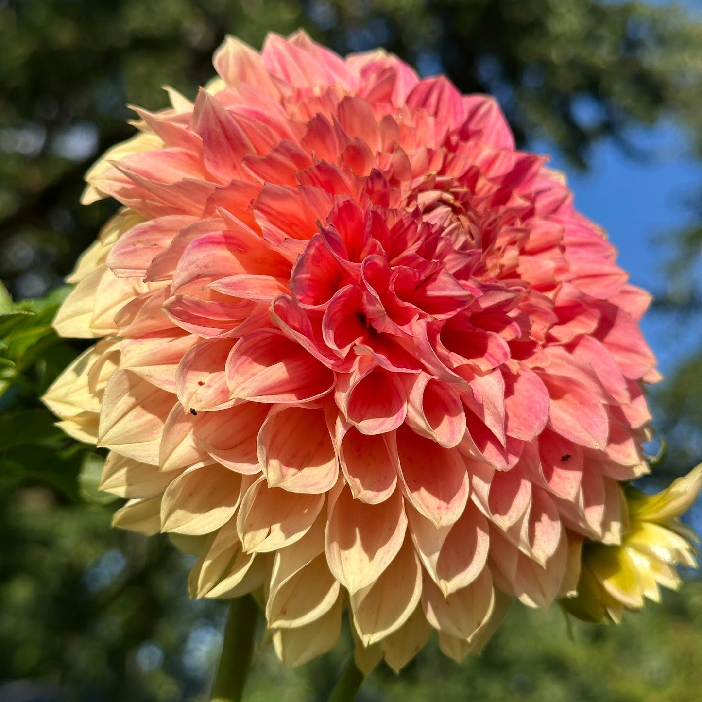 Lakeview Lady Dahlia Tuber