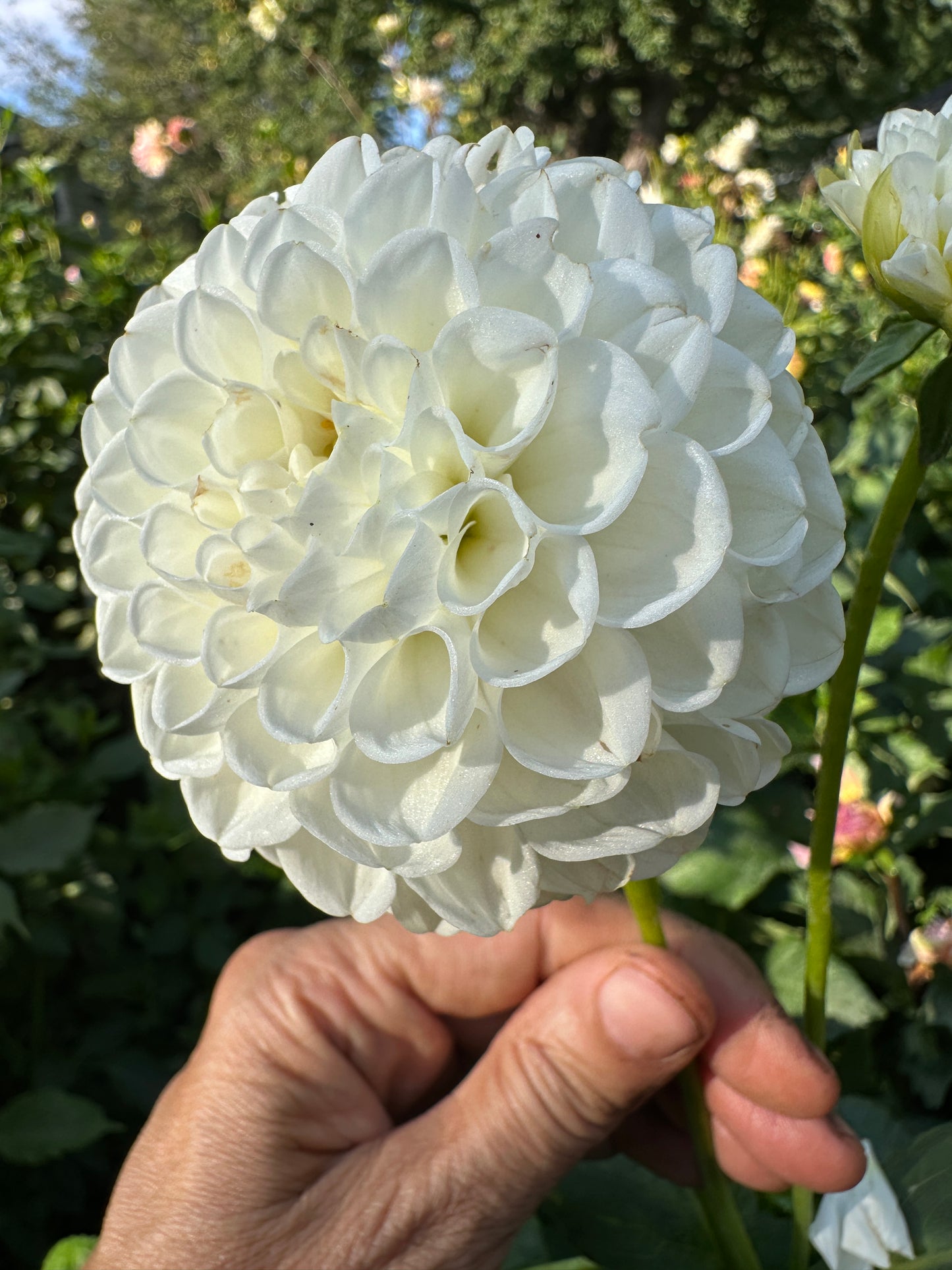 L'An Cresse Dahlia Tuber