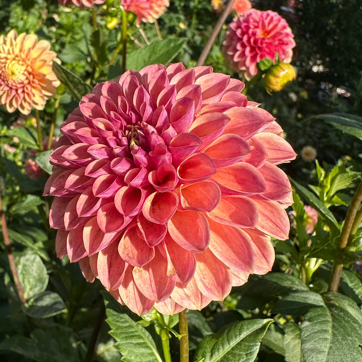 Levi's Sunfire Dahlia Tuber