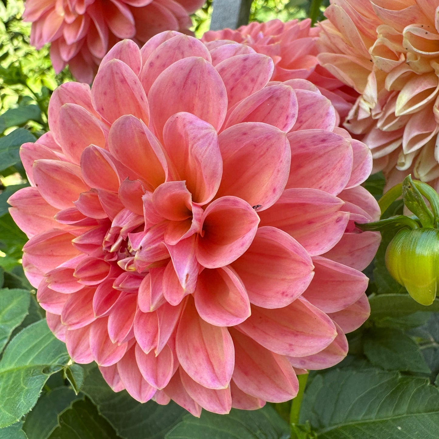 Linda's Baby Dahlia Tuber