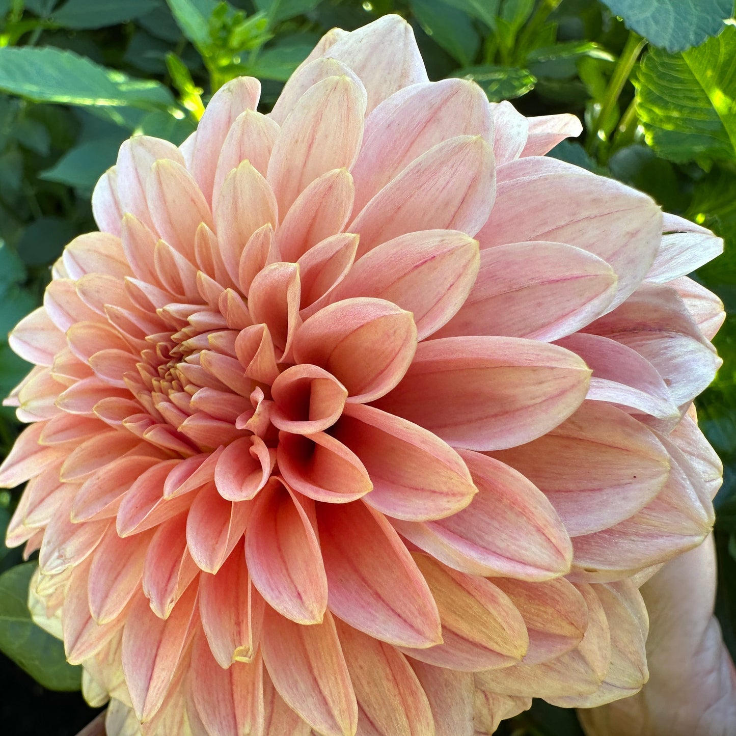 KA's® Guava Dahlia Tuber