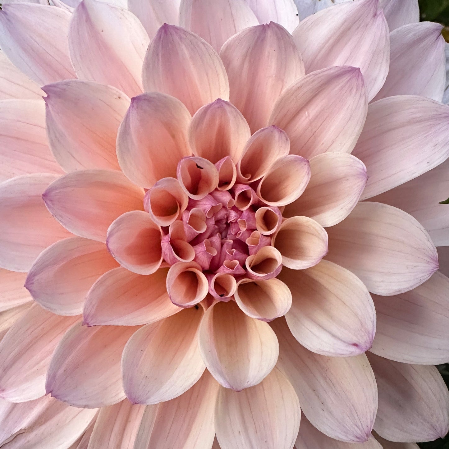 KA Penny Lane Dahlia Tuber