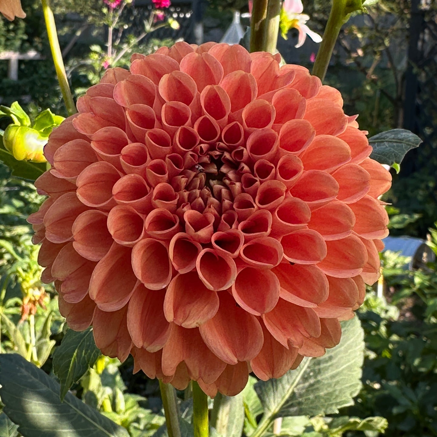 Copper Button Dahlia Tuber