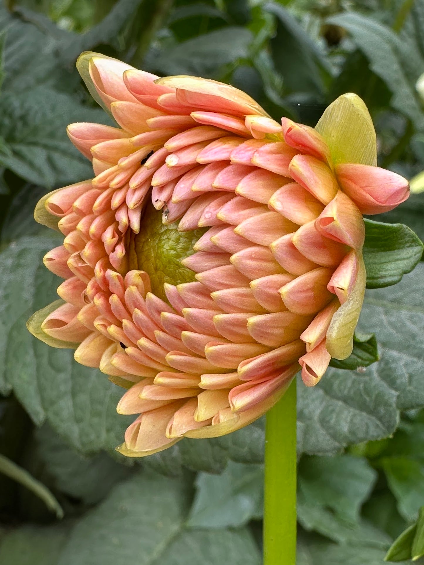 Hapet Salmon Dahlia Tuber