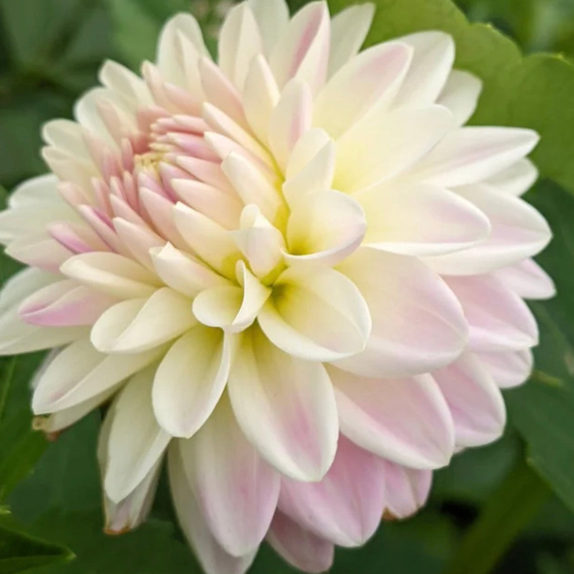Tahoma Little One Dahlia Tuber