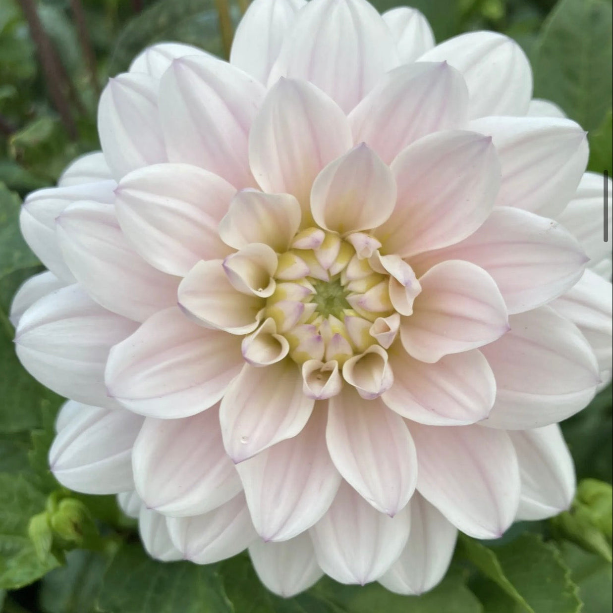 Silvers Years Dahlia Tuber