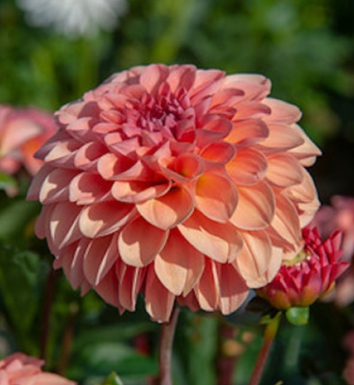 Sebastian Dahlia Tuber