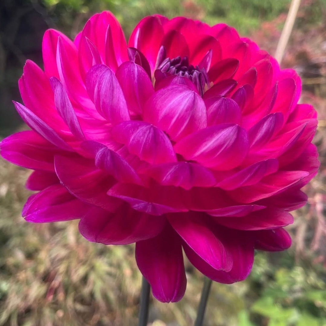 Sandia Bertha Dahlia Tuber
