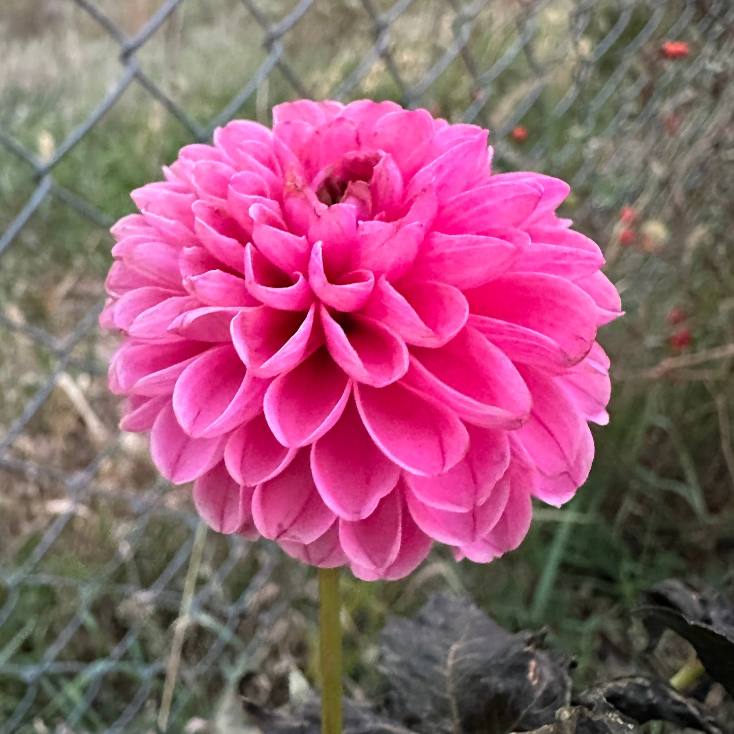 Rebecca Lynn Dahlia Tuber