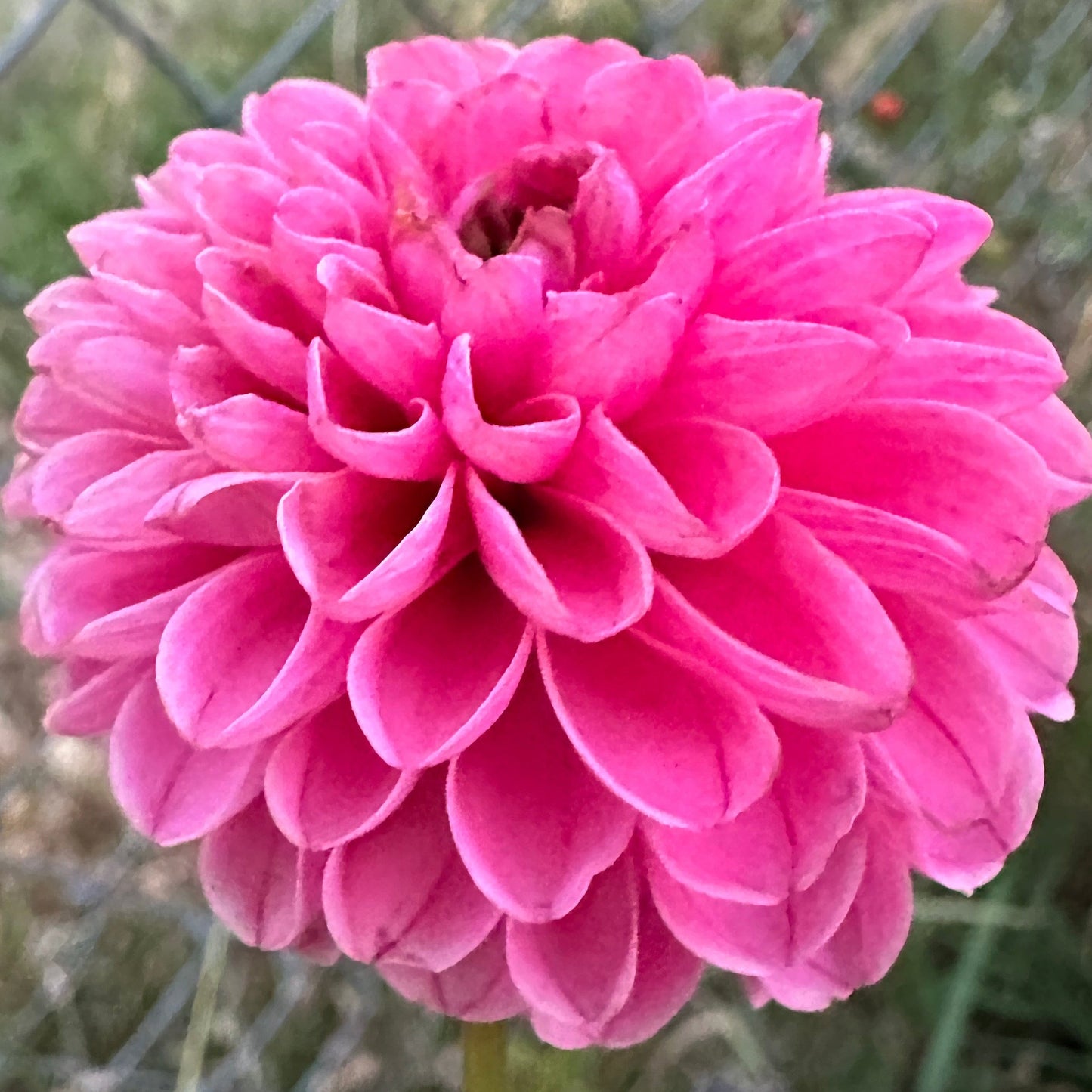 Rebecca Lynn Dahlia Tuber