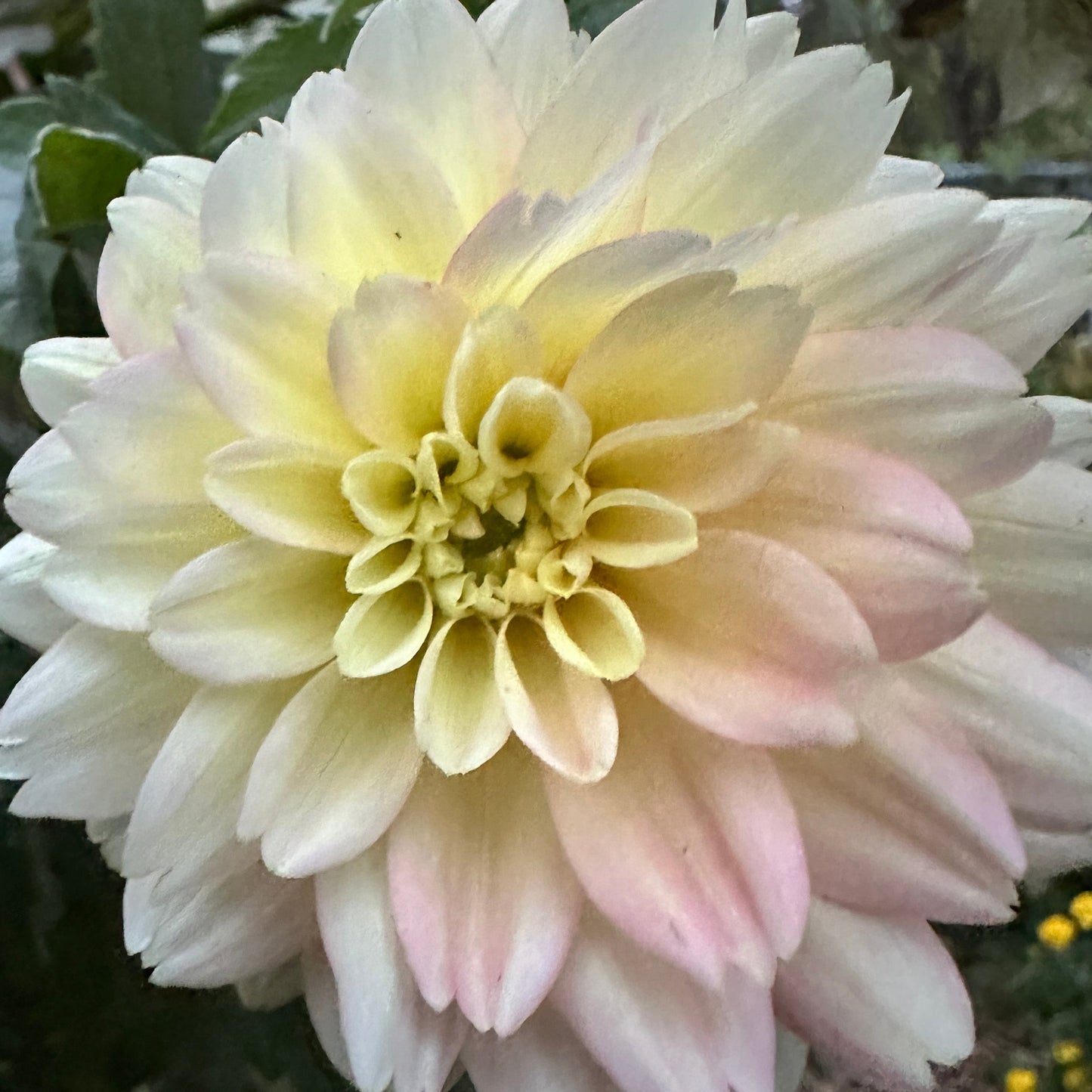Verkist Tranquility Dahlia Tuber