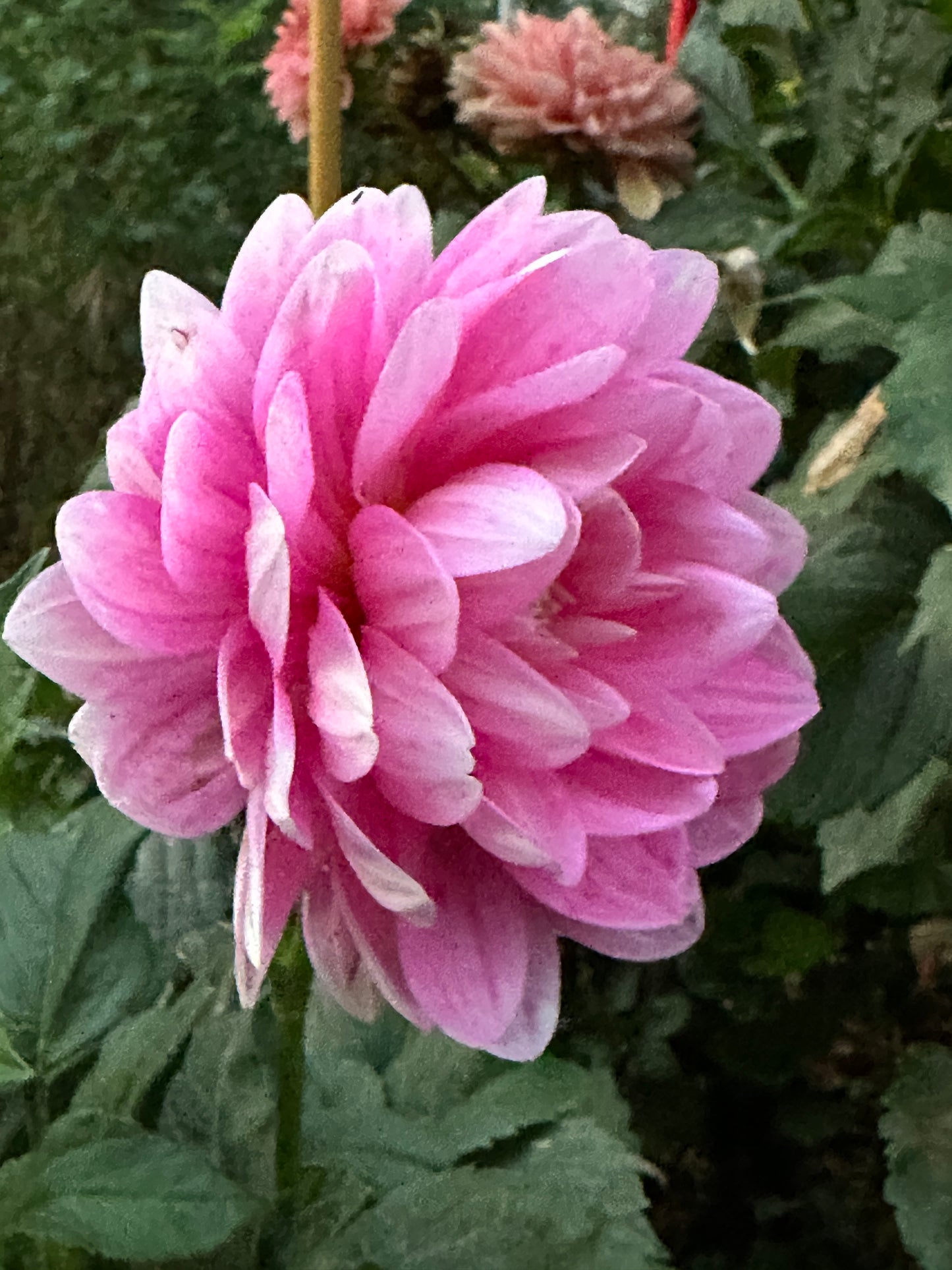 Hollyhill Pink Parfait Dahlia Tuber