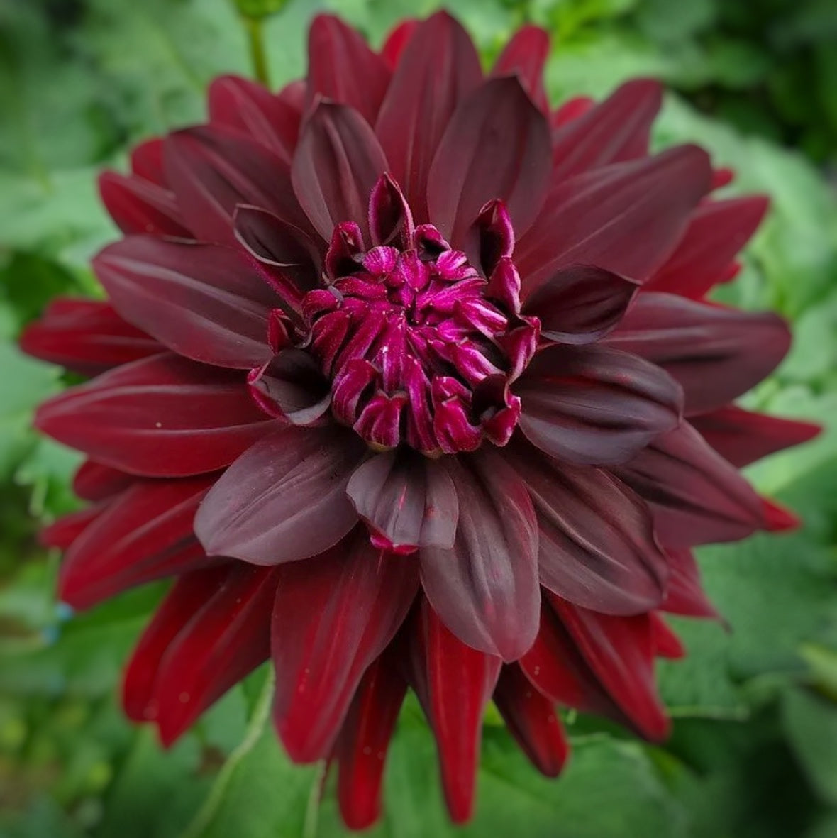 Hollyhill Black Beauty Dahlia Tuber