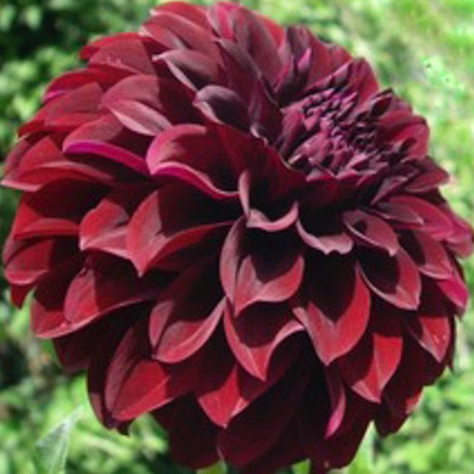 Shadow Cat Dahlia Tuber