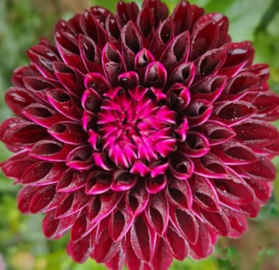 Nighty Night Dahlia Tuber