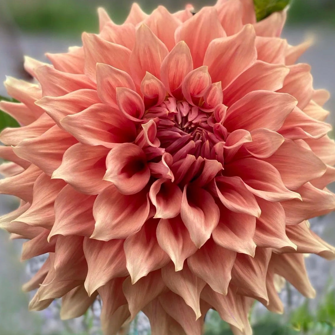Sierra Glow Dahlia Tuber