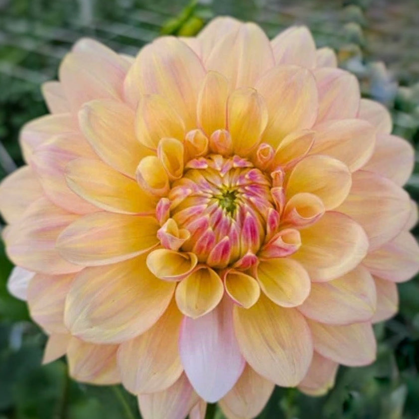 Wyn's New Pastel Dahlia Tuber