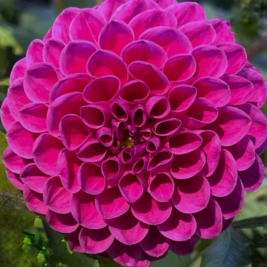 Barbarry Atlantean Dahlia Tuber